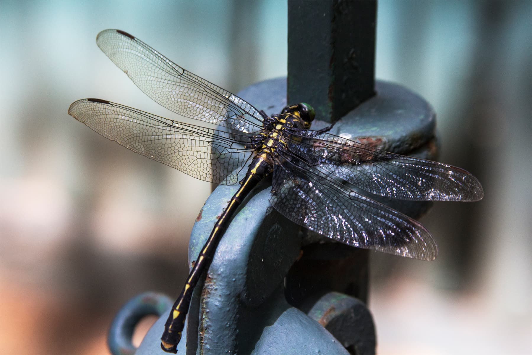 Cards photography collection