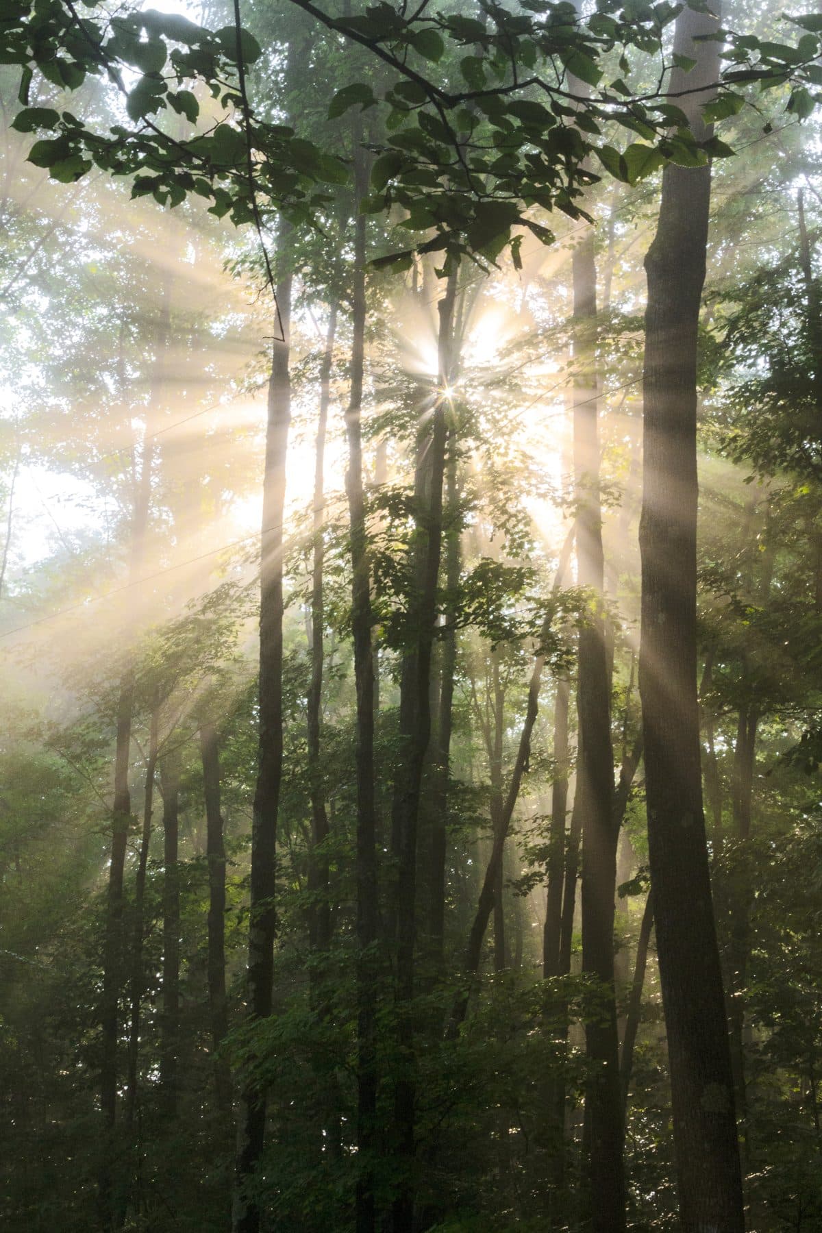 Sunlight Arts Studio Photography