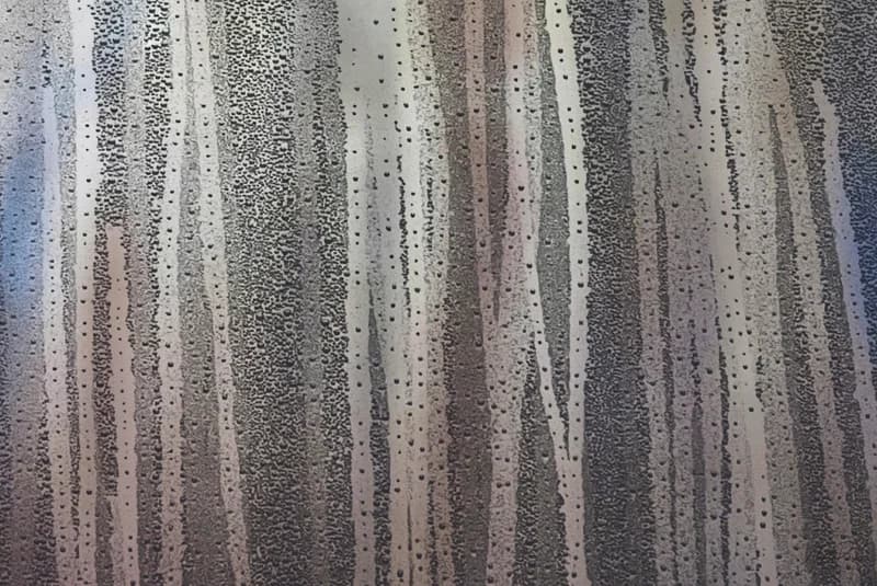 Birches in the Mist