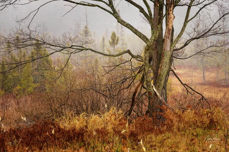 A November Afternoon
